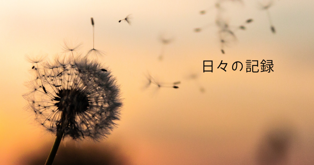 夕暮れのたんぽぽの写真